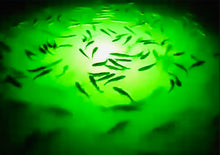 Load image into Gallery viewer, Monster Mega Replacement Bulb ( 1000 Watts)