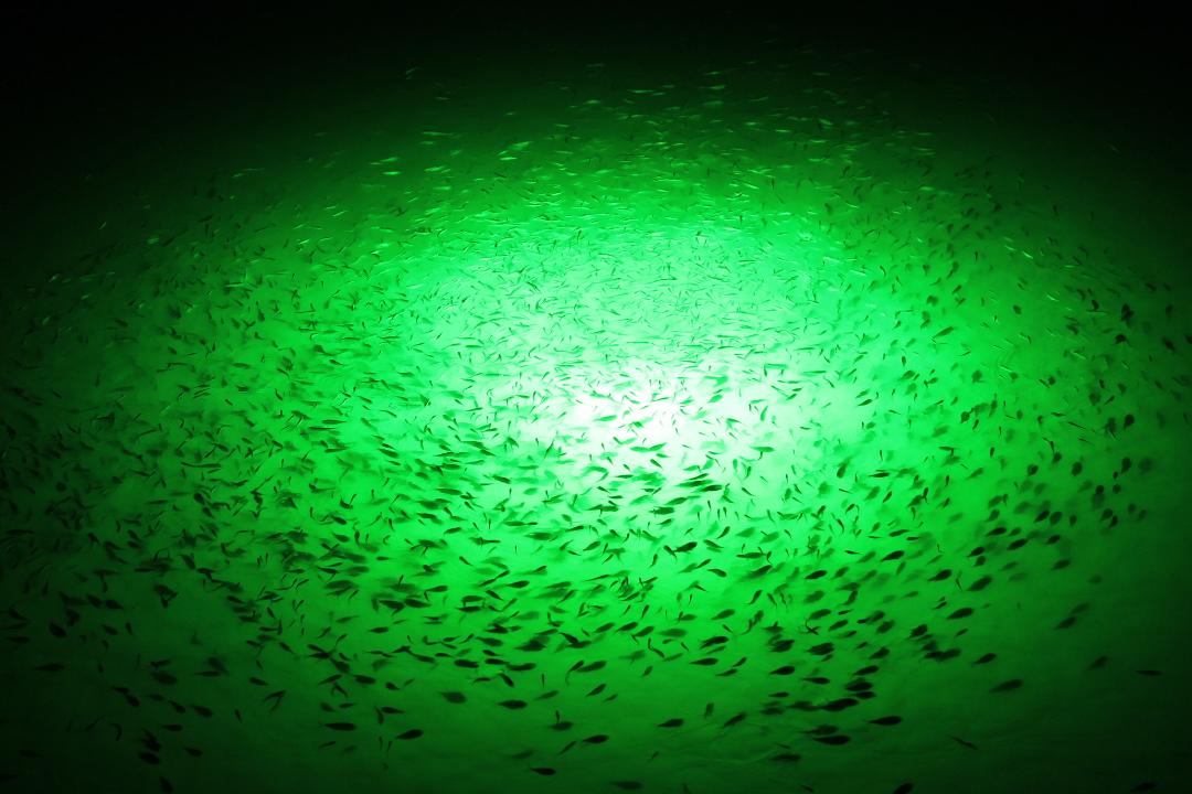 LED Drop Light 1000 (12V) – Under Water Green Fishing Lights