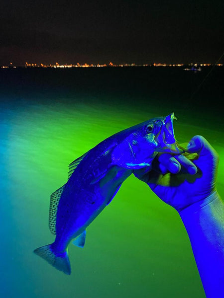 Why Green Underwater Fishing Lights Are Your Secret Weapon for Fall Fishing