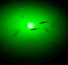 Load image into Gallery viewer, Silhouettes of fish under a green light