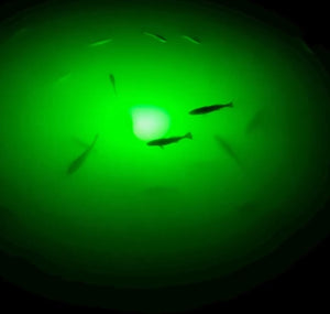 Silhouettes of fish under a green light